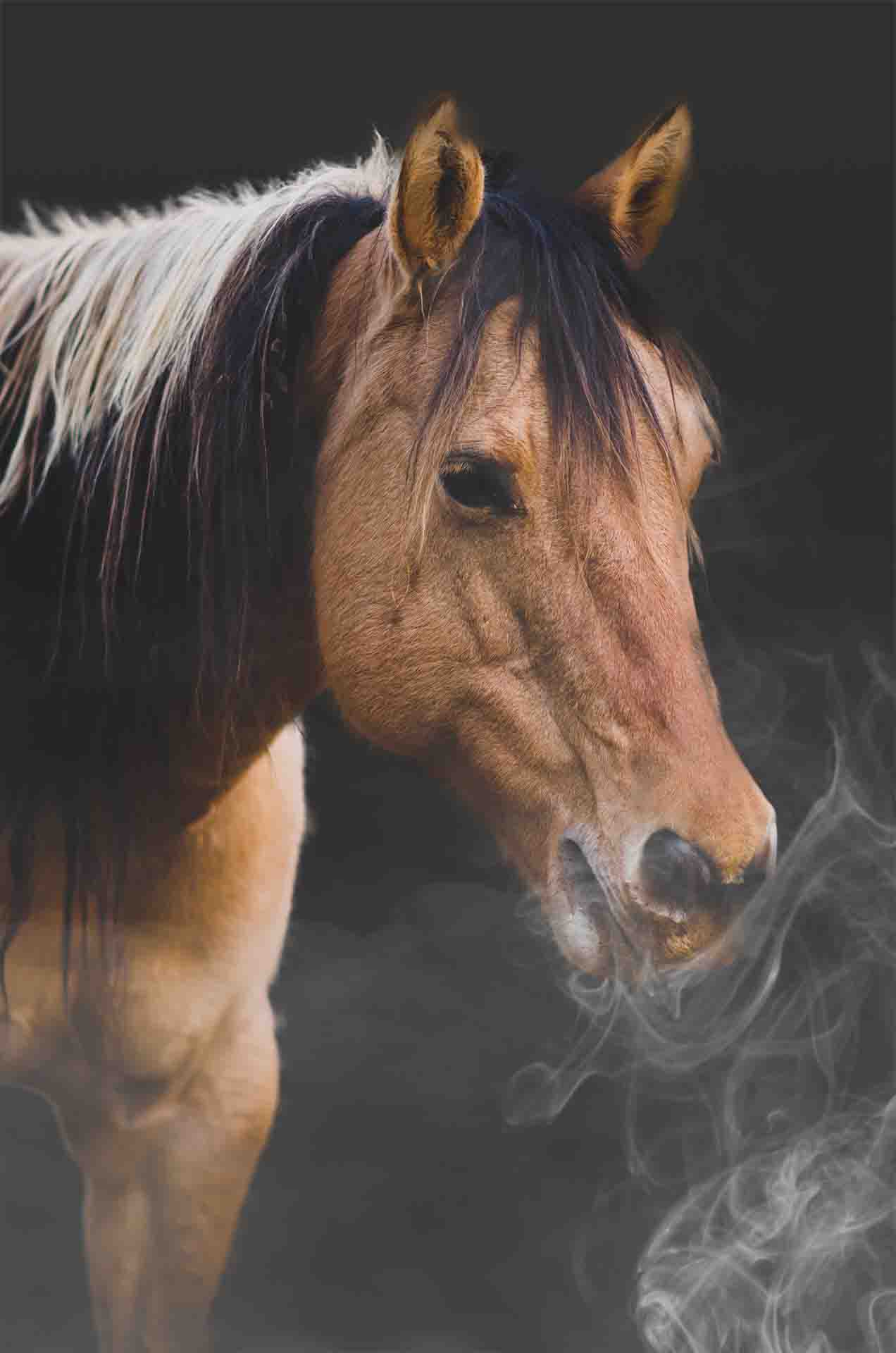 Horse Inhaling Salt Therapy Mist